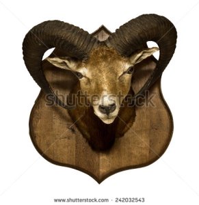 stock-photo-a-hunting-trophy-head-of-hungarian-mouflon-isolated-on-white-242032543
