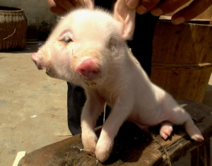 This picture taken on April 10, 2013 shows a newly born two-headed pig in a village in Jiujiang, east China's Jiangxi province. A local veterinarian said it is was suffering a rare deformity and would find it difficult to survive.  CHINA OUT     AFP PHOTOAFP/AFP/Getty Images