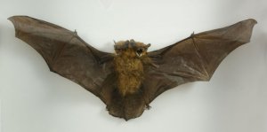 twoheaded bat