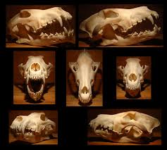 wolf skull angles